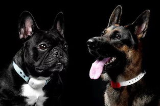 9102年了，你还在云吸猫吗？宠物全运会火热开赛！