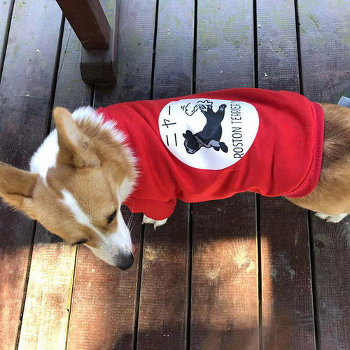 萌宠也潮流 中小型犬全系列时尚薄绒卫衣，助力宠物全运会风采