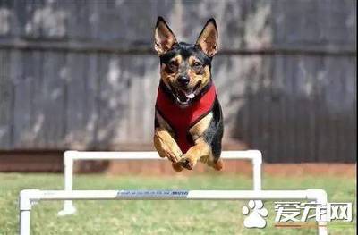 2018第四届深圳国际宠物展 铲屎官的年度盛会，萌宠全运会欢乐启幕