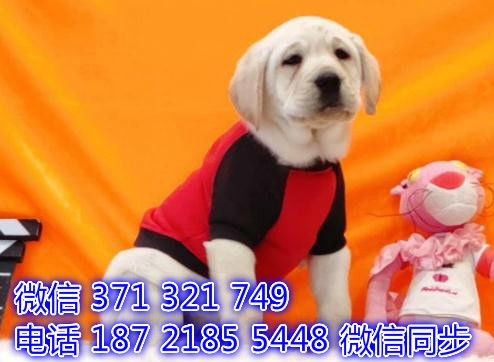 京津冀宠物市场探访 拉布拉多与精品犬选购指南